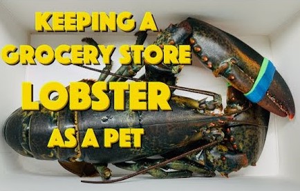  Keeping A Grocery Store Lobster As A Pet