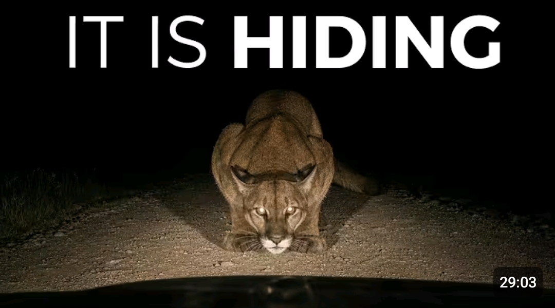 Hiding in Ontarios wild! 
