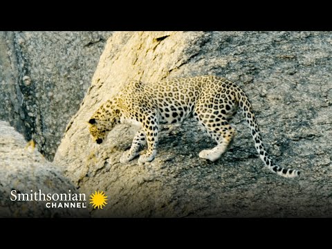 Leopard Cubs Take Advantage of Mom’s Absence