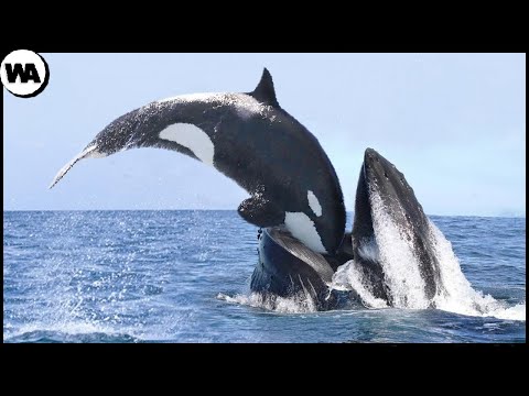 This Is Why All Whales Are Afraid of Orca