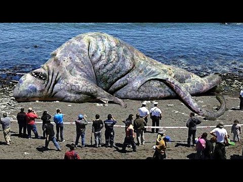 10 Strongest Animals In The World