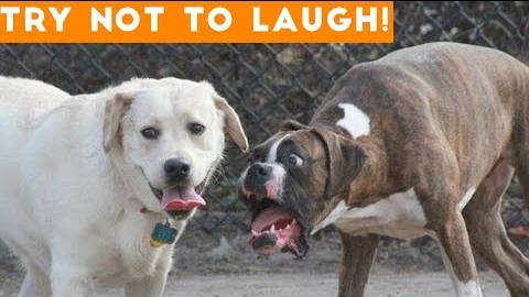 Try Not To Laugh At This Ultimate Funny Dog Video Compilation